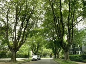 A tree-lined street in Vancouver with a visible boulevard tree along the sidewalk
