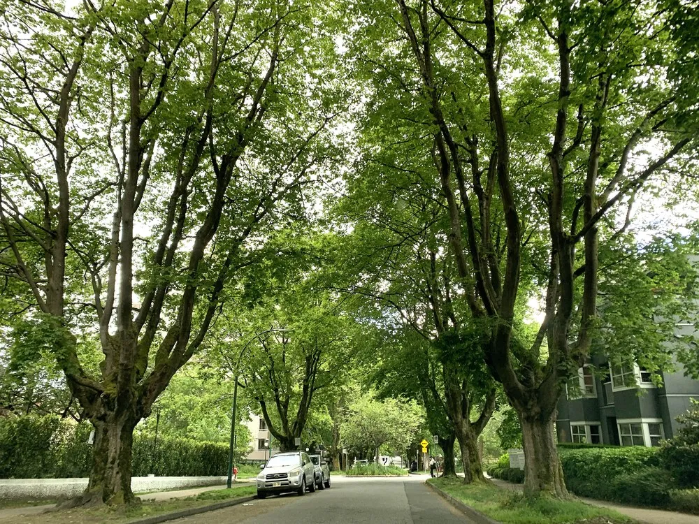 A tree-lined street in Vancouver with a visible boulevard tree along the sidewalk