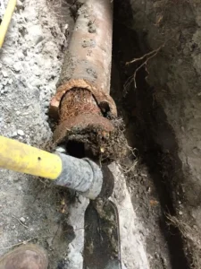 Root in old drain tile