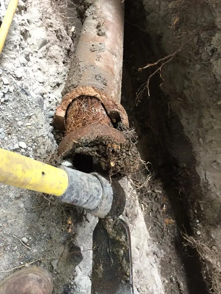 Root in old drain tile