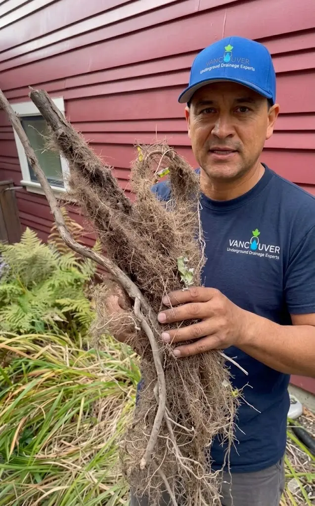 Drainage technician holding tree roots removed from underground drainage in Greater Vancouver