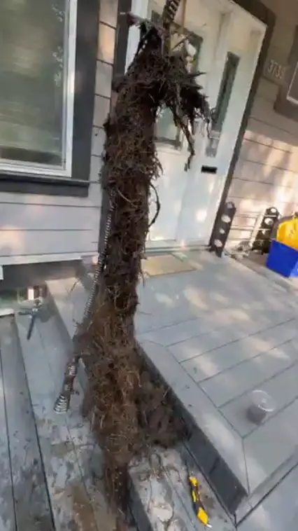 Roots and debris removed from older underground drainage in Greater Vancouver