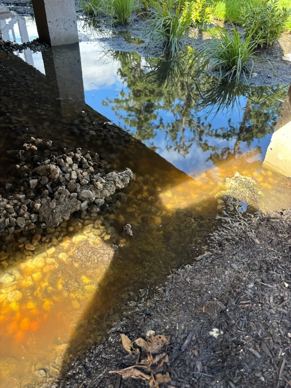 Standing water and soggy ground around a Vancouver property