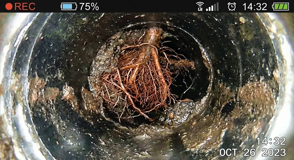 Roots and organic growth visible inside an underground drain