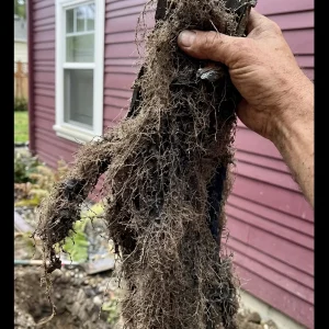 Perimeter Drain Root Removal